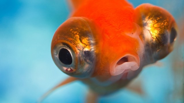 Goldfish face